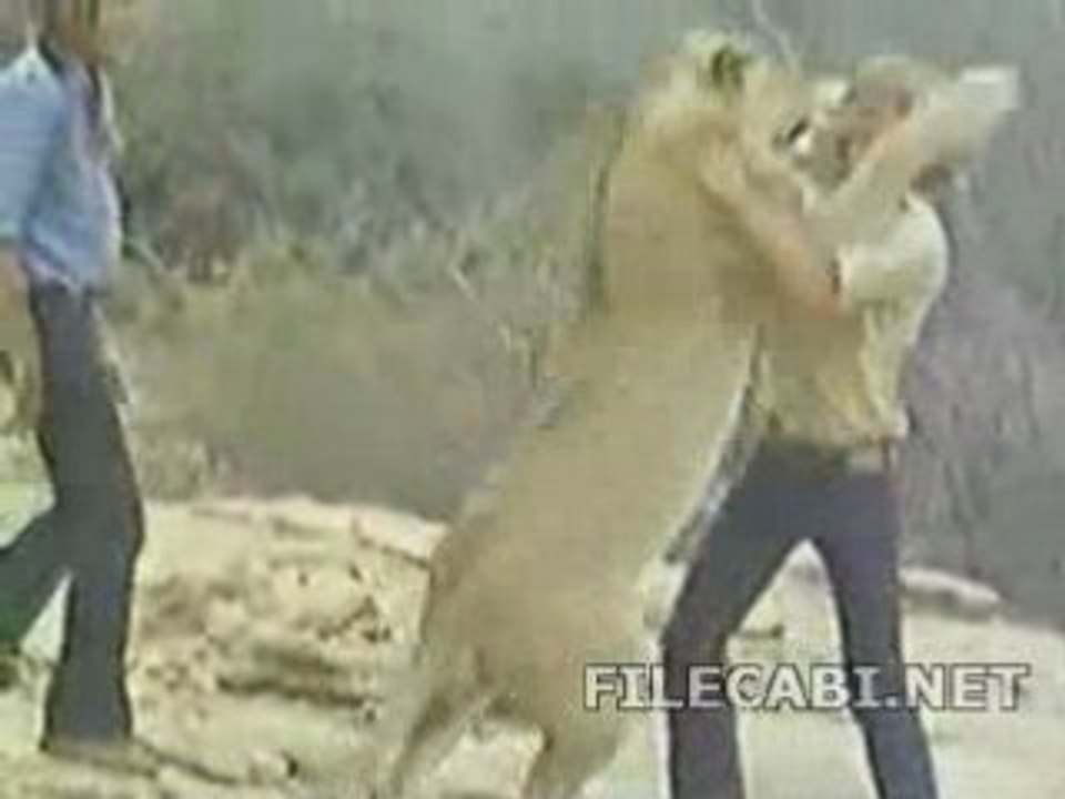 Le bisou du lion