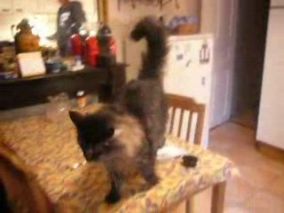 RÉCLAMATIONS AU PAYS DES CHATS