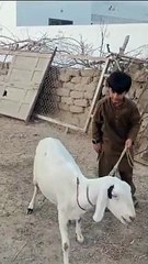 Bakra Larry Bado Badi