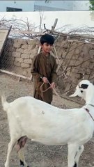 Bakri ka Bacha #Goat video