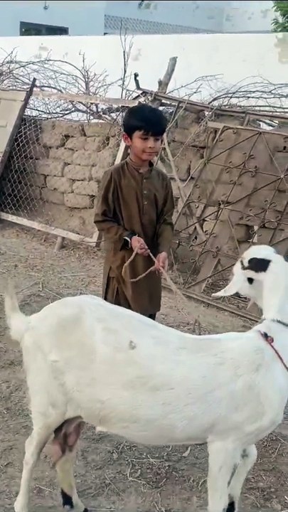 Bakri ka Bacha #Goat video
