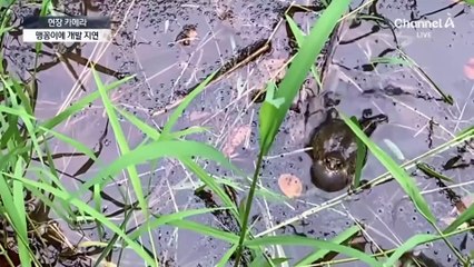 [현장 카메라]불청객 된 맹꽁이…“1마리 이주에 1000만 원”