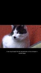 Cat Documentary|Types Of Cat|Cat Foods|Cat Life Cycle|Cat History|Cat Groth