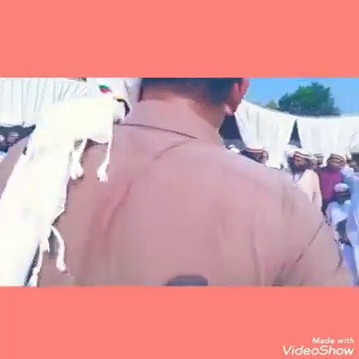 Jashn e neqeebi