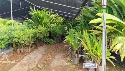 नर्सरी व्यवसाय सुरू करायचाय जाणून घ्या A टू Z माहिती आणि व्यवस्थापन