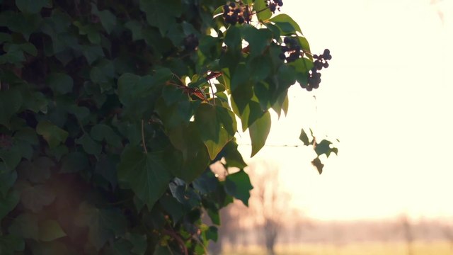 Qurbani Ka Janwar Aur Masail || Qurbani ka janwar kaisa hona chahiye