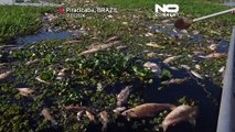 Toneladas de peixes mortos em rio do estado de São Paulo após alegado despejo de resíduos