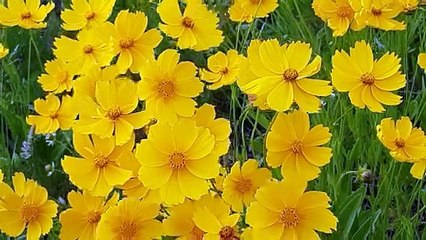 beautiful and blossomed flowers