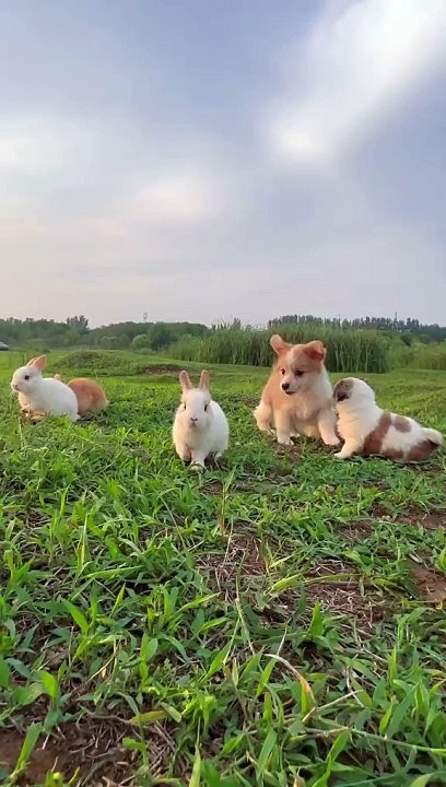 Dog and Rabbit Playing