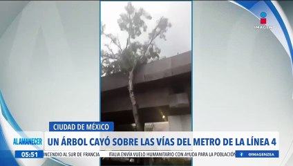 Árbol cae sobre las vías de la línea 4 del Metro de la CDMX