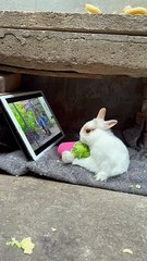 Cute Rabbit #cute #rabbit