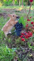 Cute Rabbit #cute #rabbit