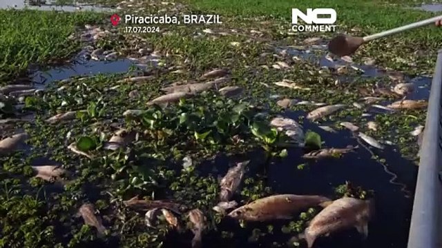 No Comment : des milliers de poissons morts sortis d'une rivière dans le sud du Brésil