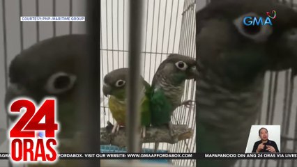 DENR - 'Di critically endangered ang green cheeked conure parakeet; kailangan ng permit kung magpaparami o magbebenta nito | 24 Oras