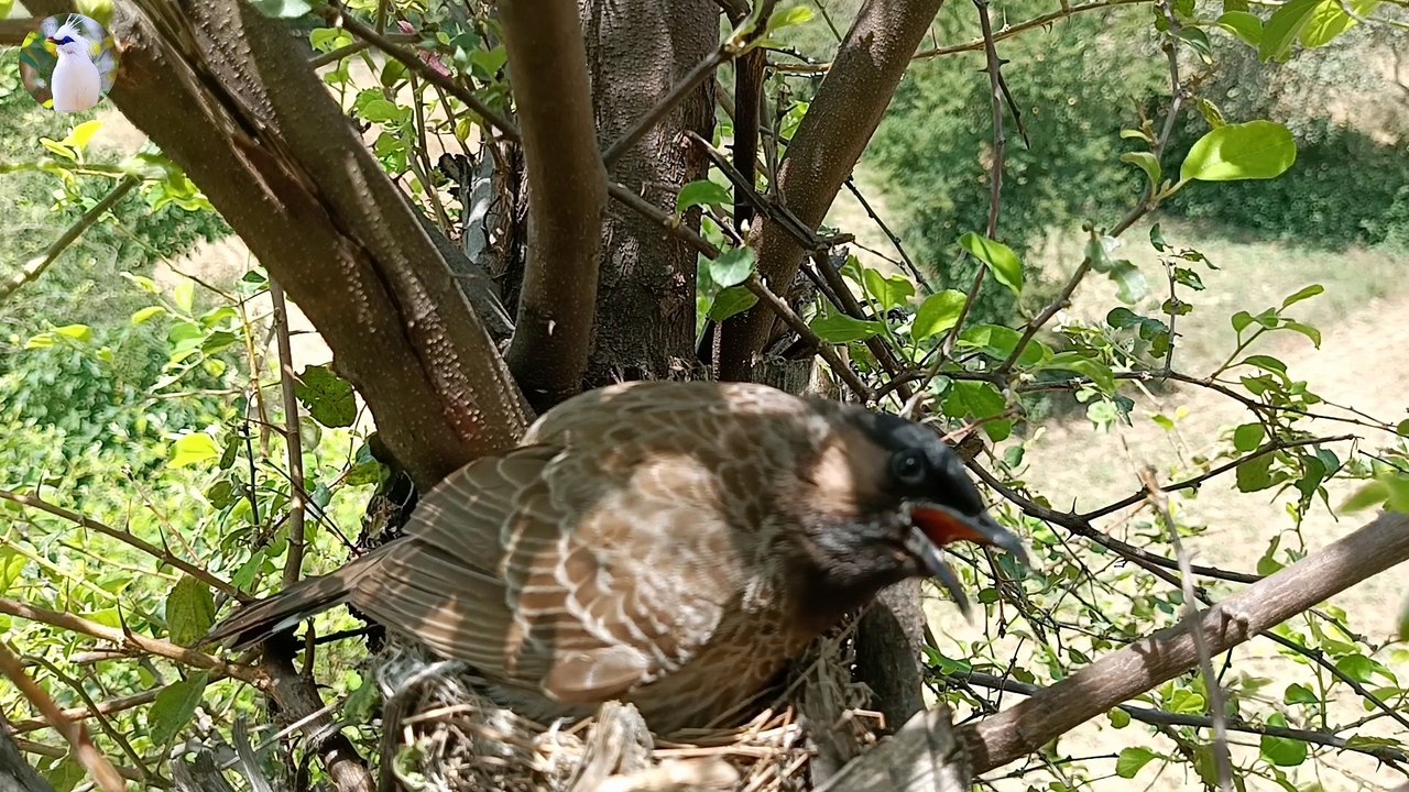 Bulbul bird babies