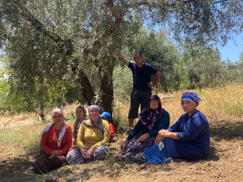 Yine zeytinlik arazi yine ağaç katliamı eylemi