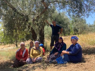 Yine zeytinlik arazi yine ağaç katliamı eylemi