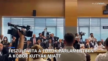 Kóbor kutyák Törökországban: veszélyek és a kormány tervezett megoldásai 🐶