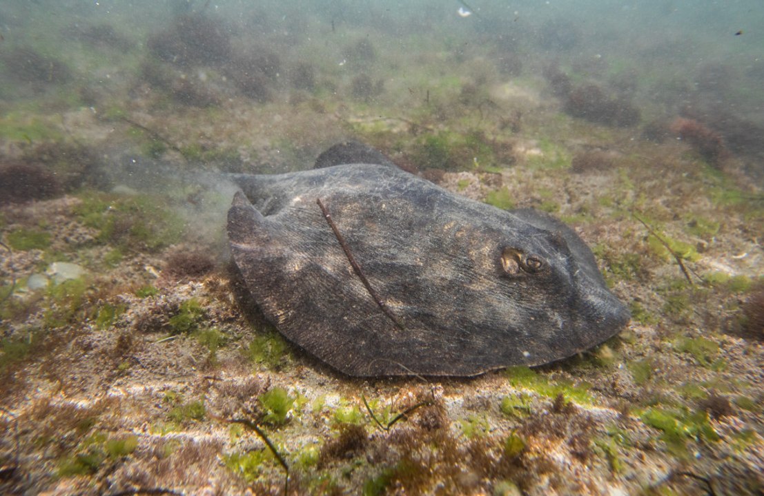 UK could face explosion in killer stingray numbers