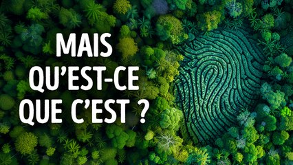 Voici Pourquoi Cette Forêt Semble Avoir Été Créée Par Une IA