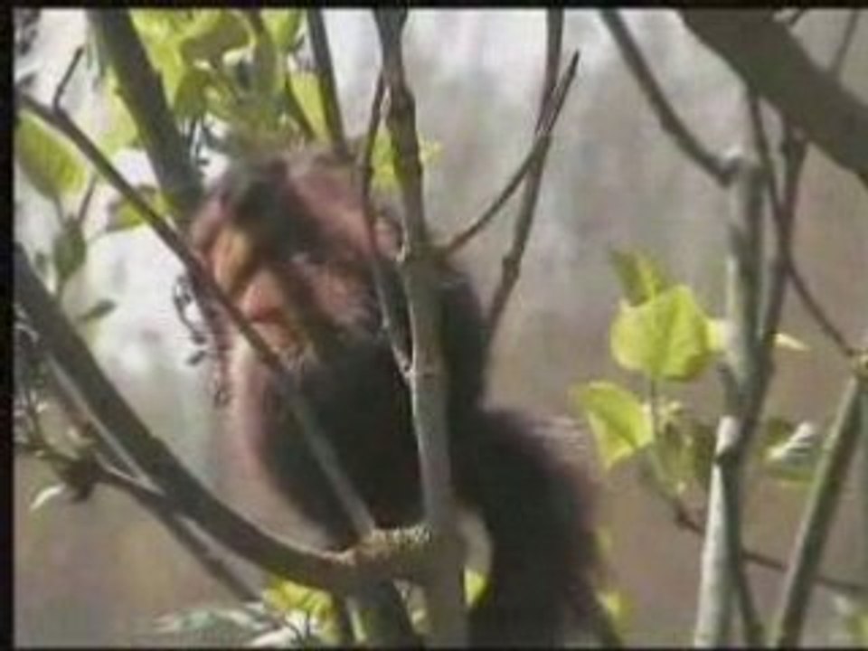 Le bebe ecureil