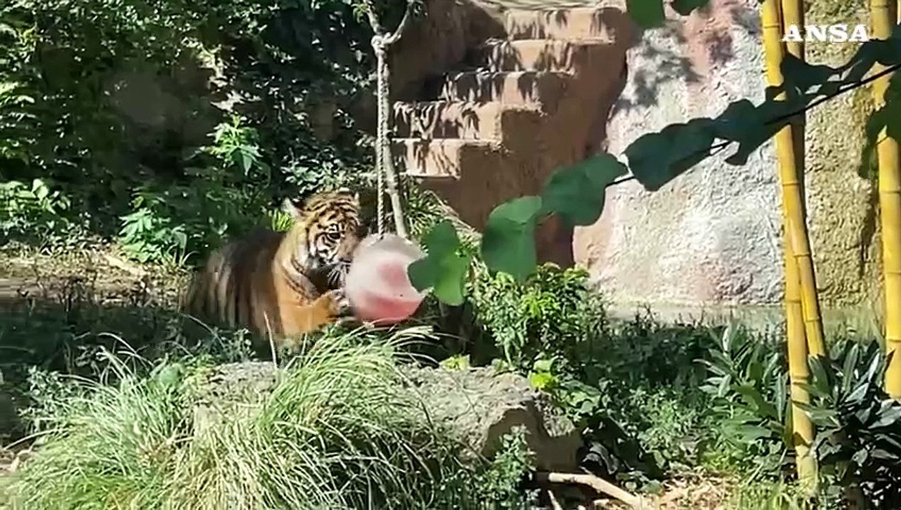 Caldo record, gelati e cibo ghiacciato per gli animali del?Bioparco?di Roma