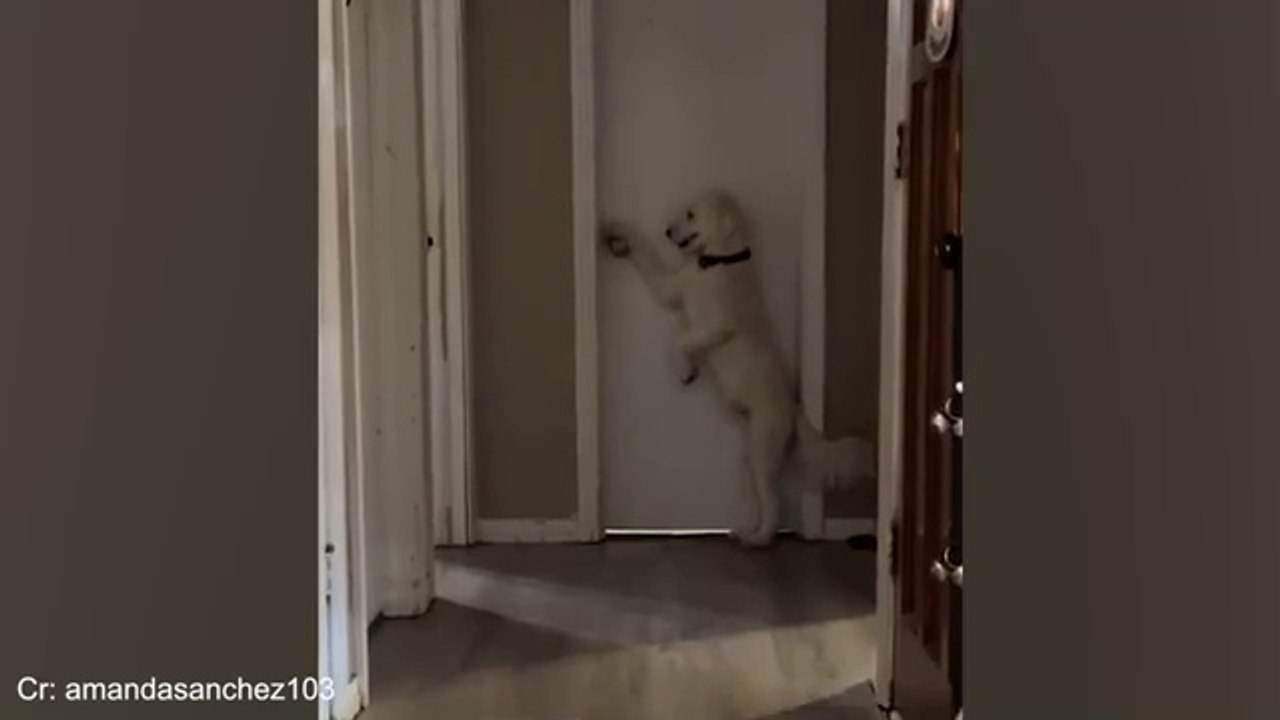 Funniest CATS and DOGS 2024  Funny ANIMALS videos
