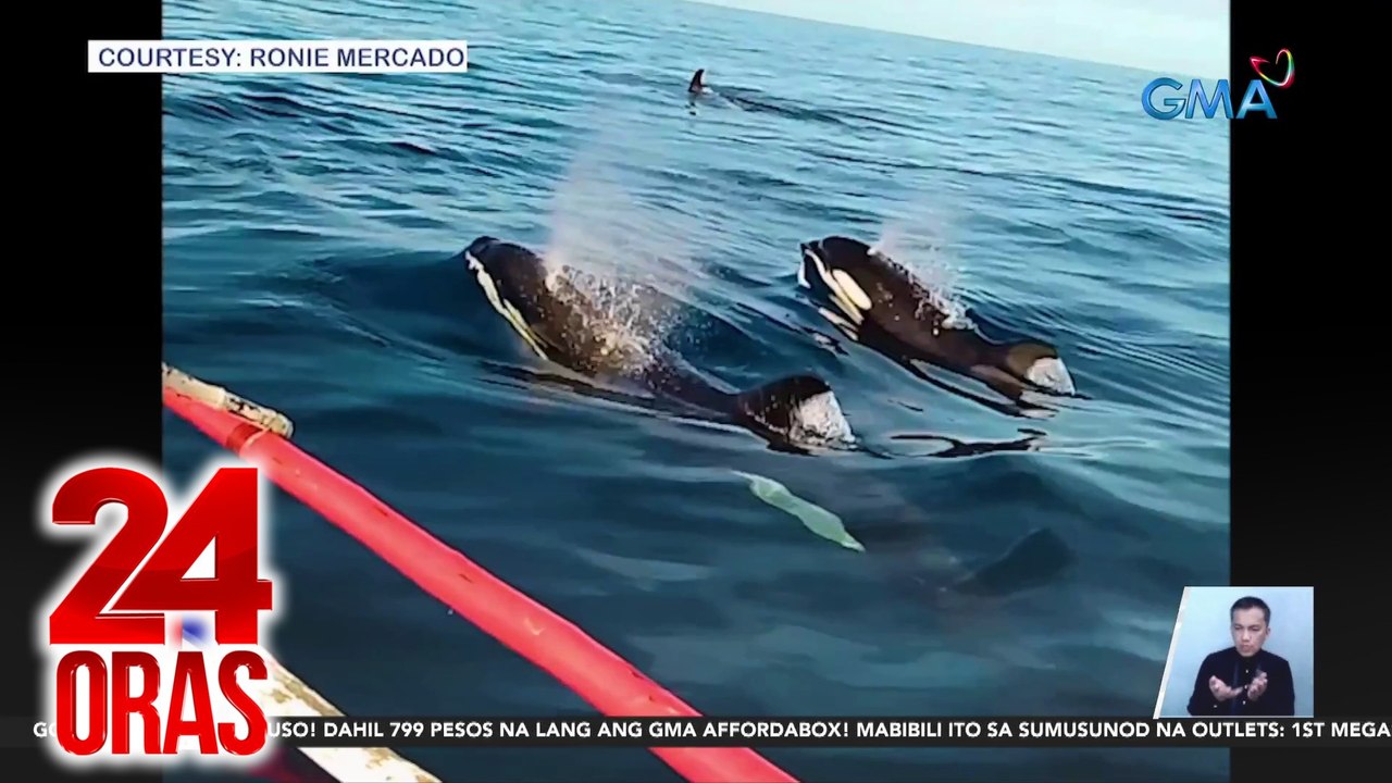 24 Oras: (Part 3) Namataang 5 killer whales sa Palawan; barriers sa EDSA, inararo ng SUV; pasilip sa pasabog performances sa GMA Gala 2024, atbp.