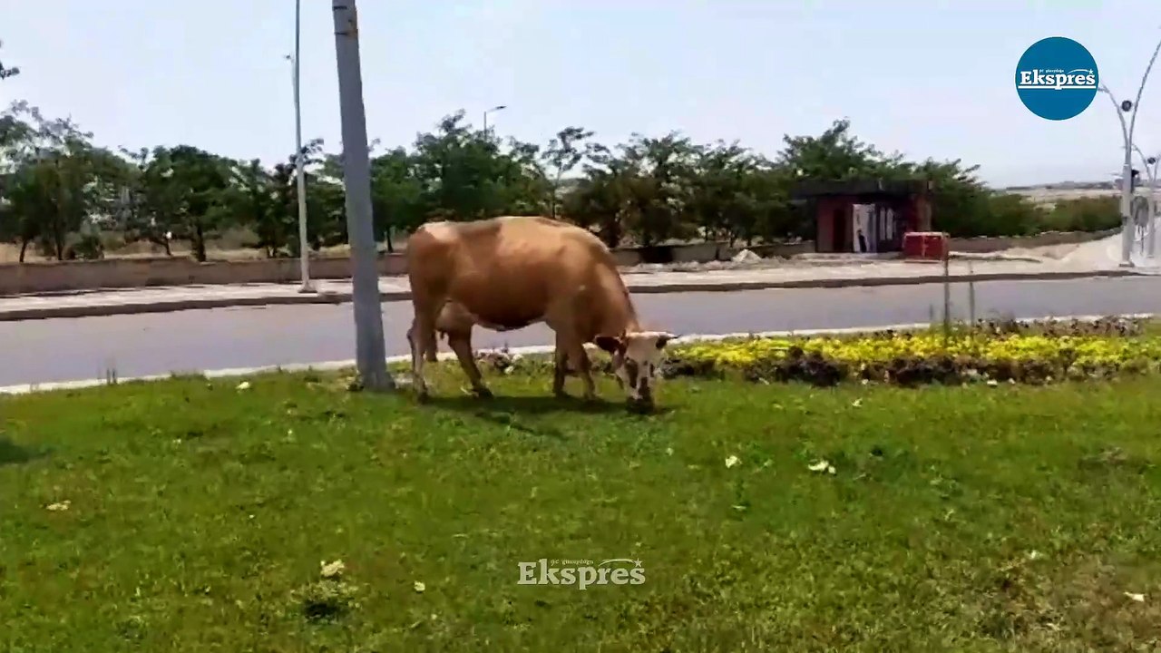 Diyarbakır'da çim biçme görevini inekler üstlendi