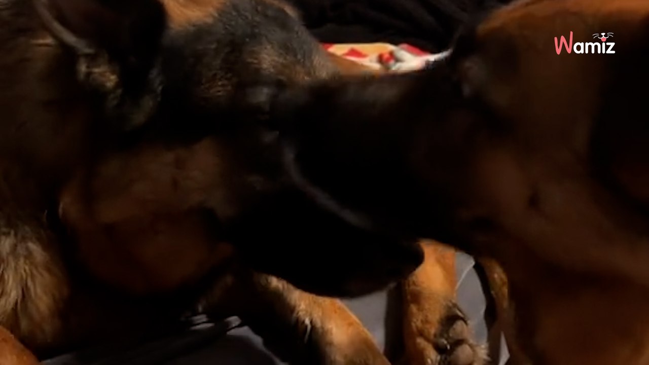 Pastor alemán consuela a un perro con daño cerebral: 200.000 personas con lágrimas en los ojos