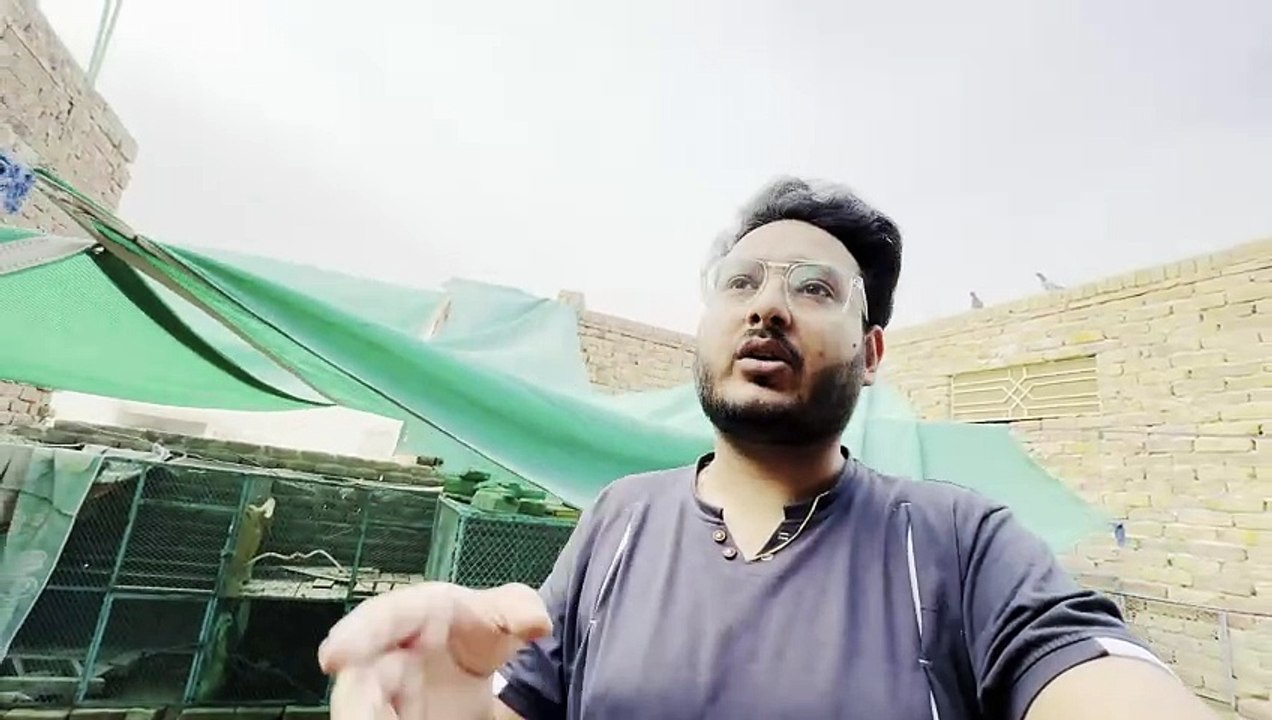 Kabootar kay anday Chicks ko Dal diay