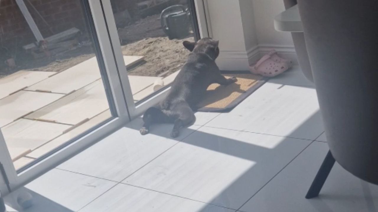 Joyful dog attempts to win garden workers' attention with playful antics