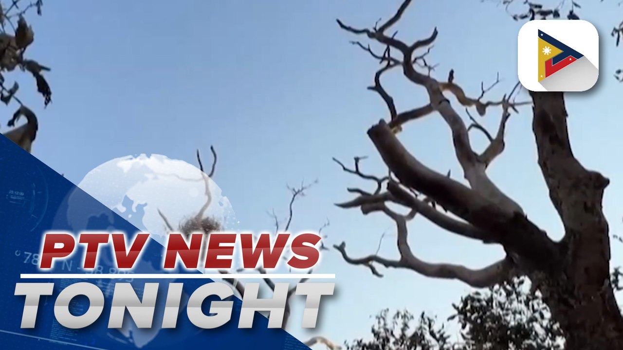 Watchdog: Some G20 financial regulators overlooking risks linked to nature loss