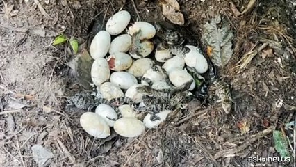 Rarissimi cuccioli di coccodrillo siamese sono nati in Cambogia