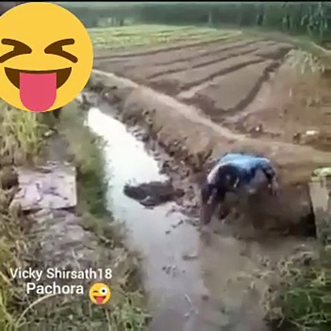 All funny  videos