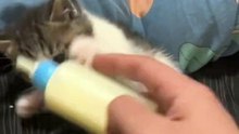 Cute kitten drinks milk like a baby
