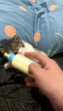 Cute kitten drinks milk like a baby