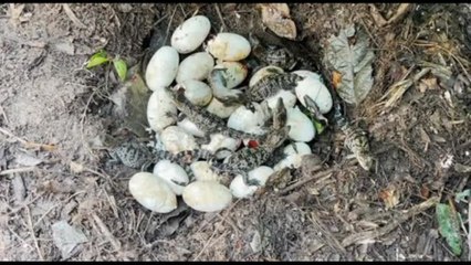 Rarissimi cuccioli di coccodrillo siamese sono nati in Cambogia