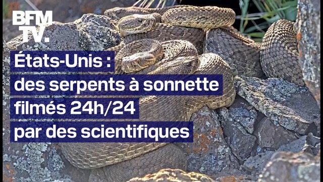 États-Unis: la vie de milliers de serpents à sonnette filmée en direct 24h/24