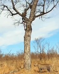 Hyenas Close In On Fighting Leopards