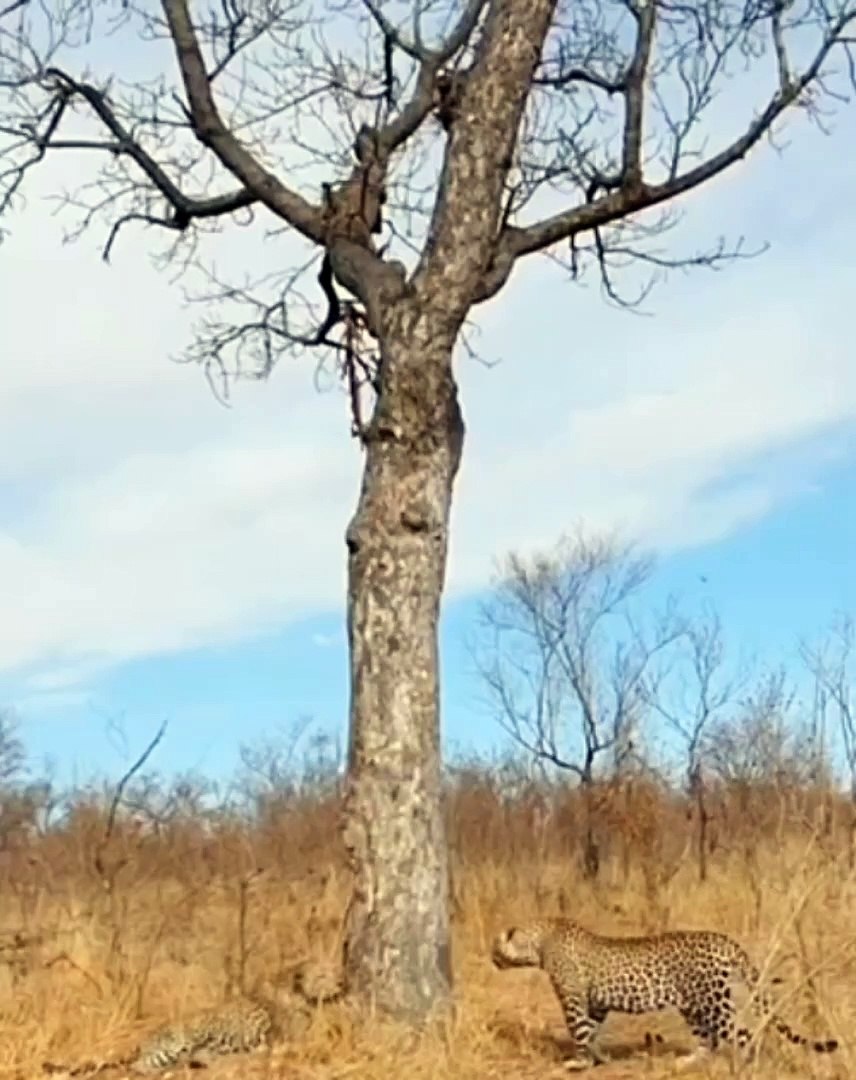 ⁣Hyenas Close In On Fighting Leopards