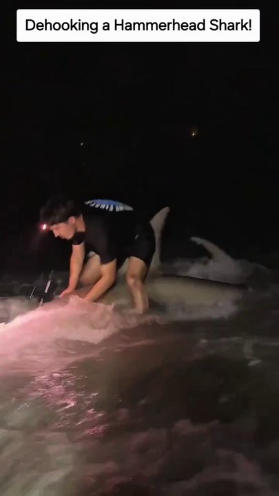 Man rides hammerhead Shark with lightning in the bank - video Dailymotion