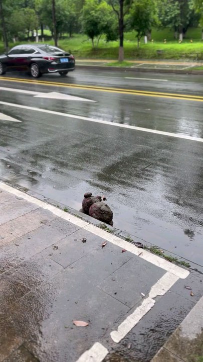 Teddy bear  cleaning challenge 