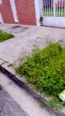 María Corina Machado denunció un atentado en su contra