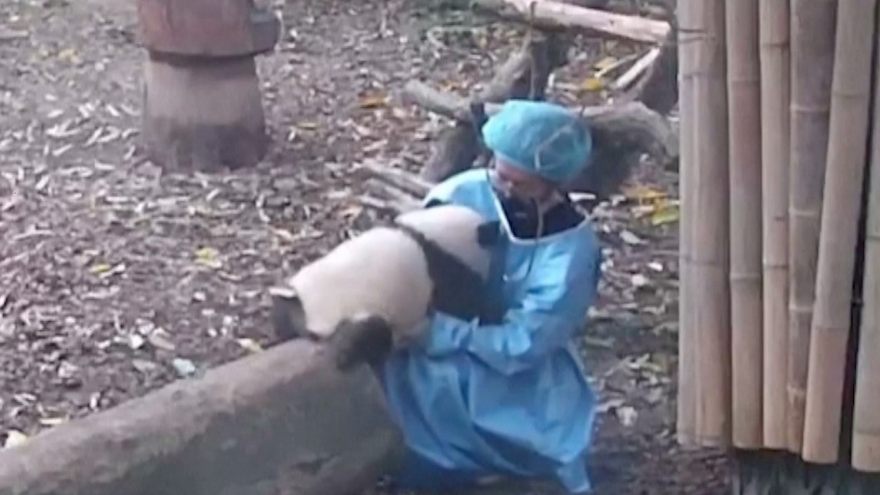 You Have To See This Amazing Moment a Panda Cub...