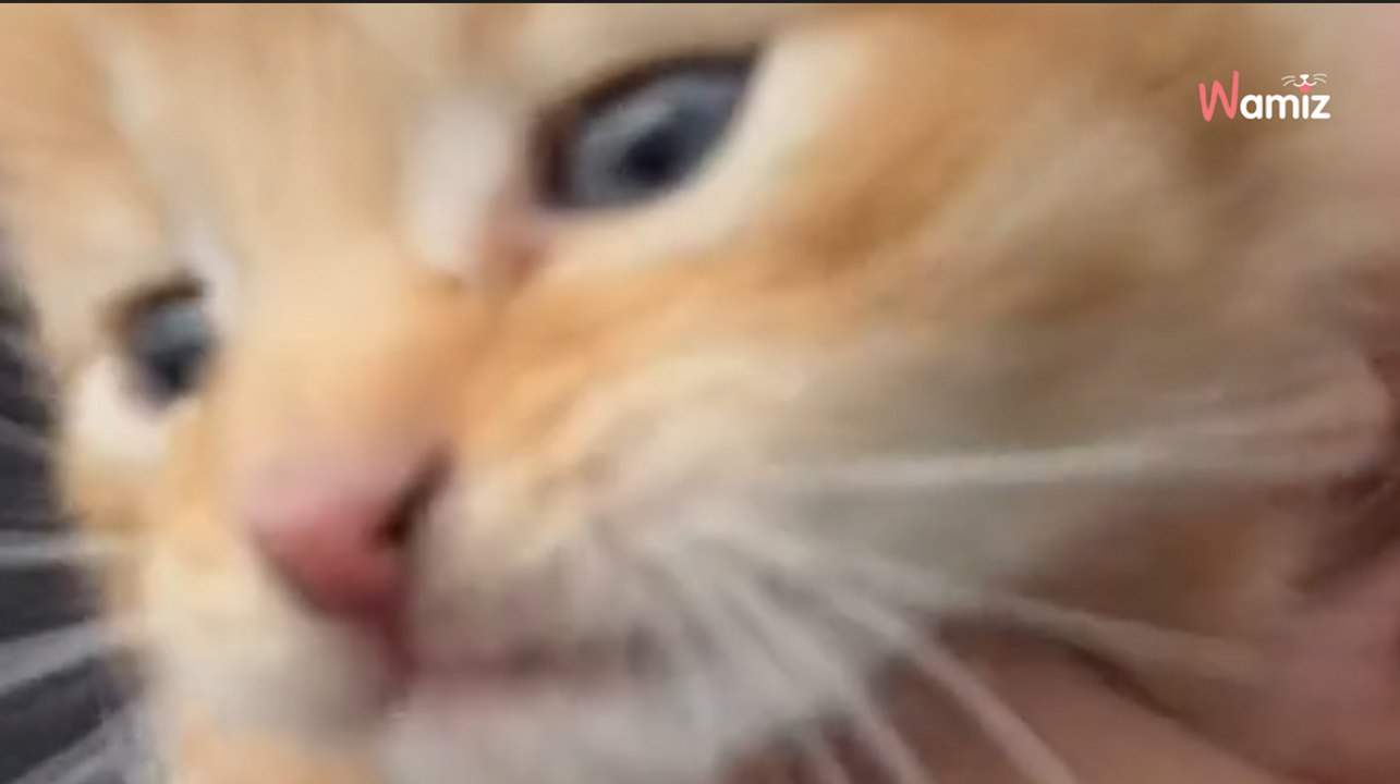 Ils trouvent un chaton pendant leurs vacances et le ramènent chez eux : la réaction de leur chat est fantastique (vidéo)