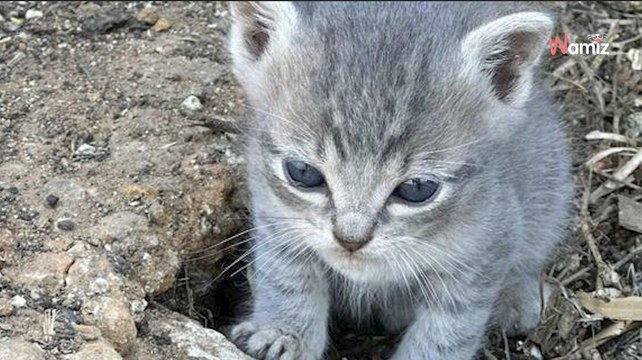 Elle entend ses poules crier et découvre des bébés inattendus à l’intérieur du poulailler