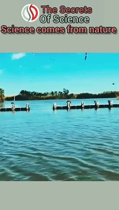 #science#nature#physics #projectile_motion#animals #secrets#of#science#yt#trend  #viral2024#ytshorts