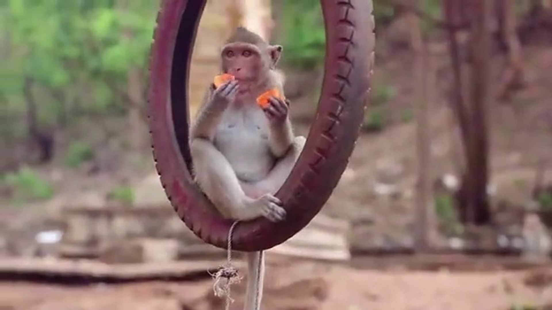 Funny videos entertainment