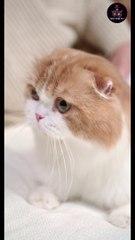 Cat funny and in trusting video